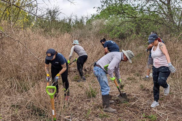 A group of people digging in a field